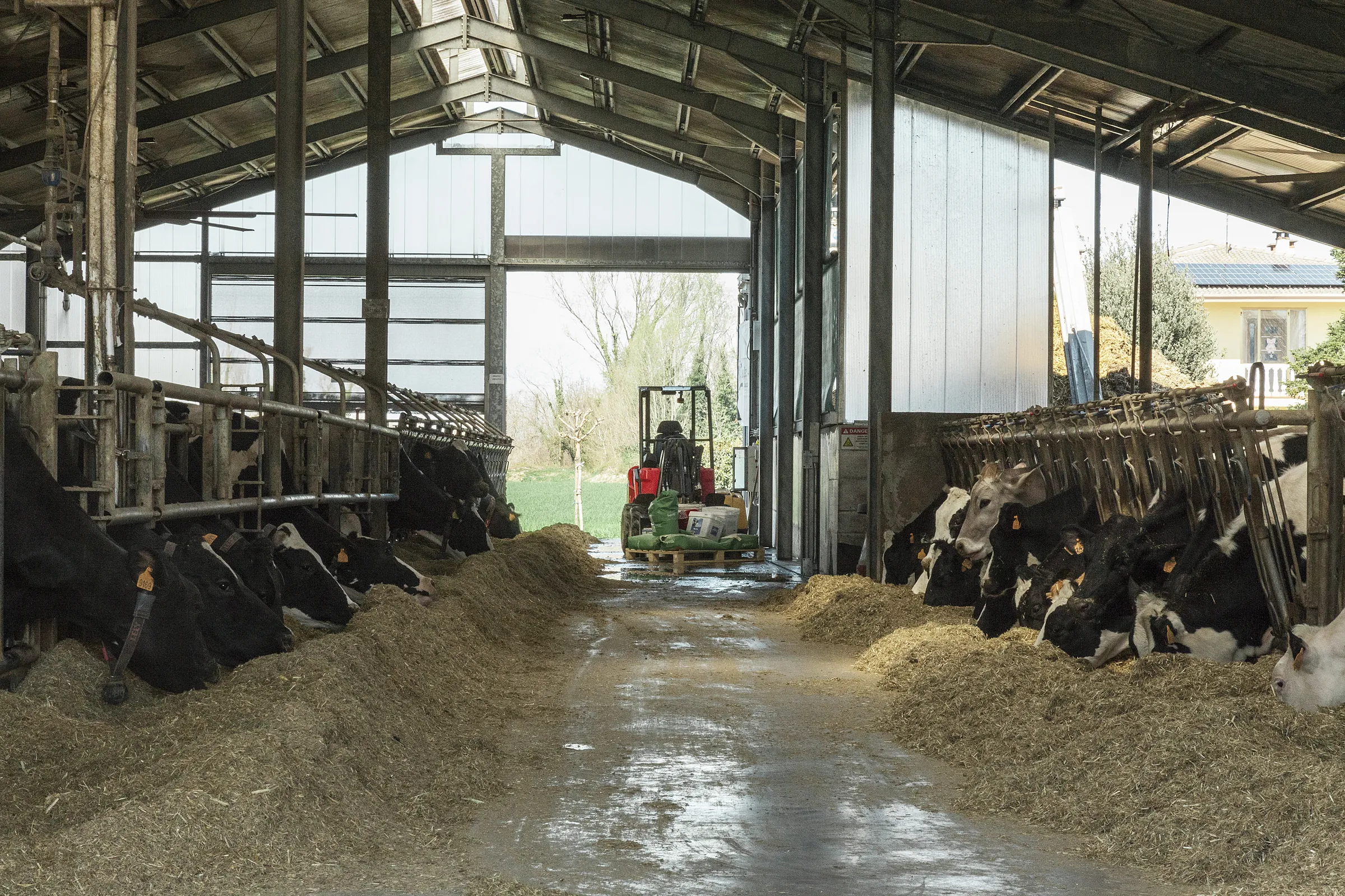 NEOMACH Hoflader im Kuhstall - kompakt für enge Stallgassen